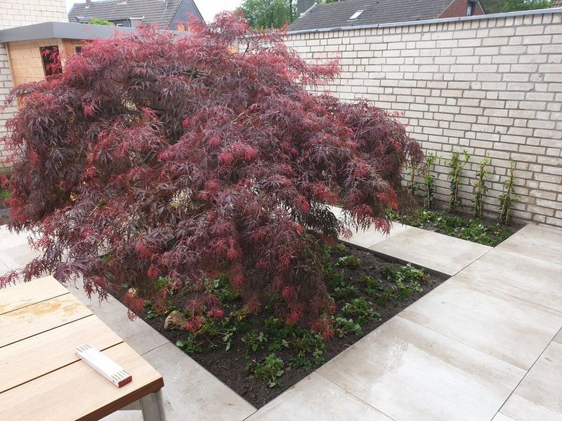 Roter Fächerahorn in einem Pflanzbeet innerhalb einer großformatigen Plattenterrasse