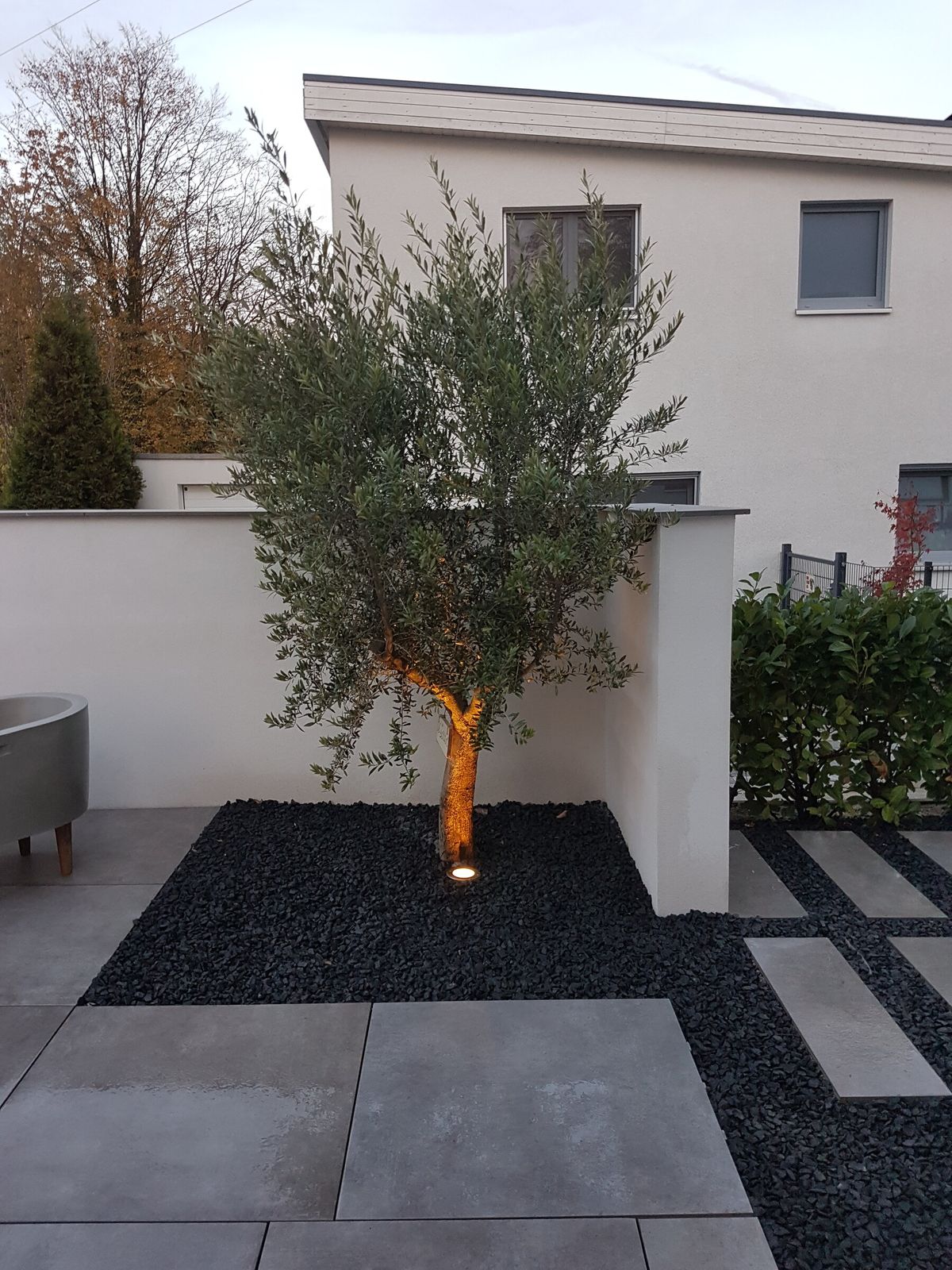 Olivenbaum mit Bodeneinbaustrahler
