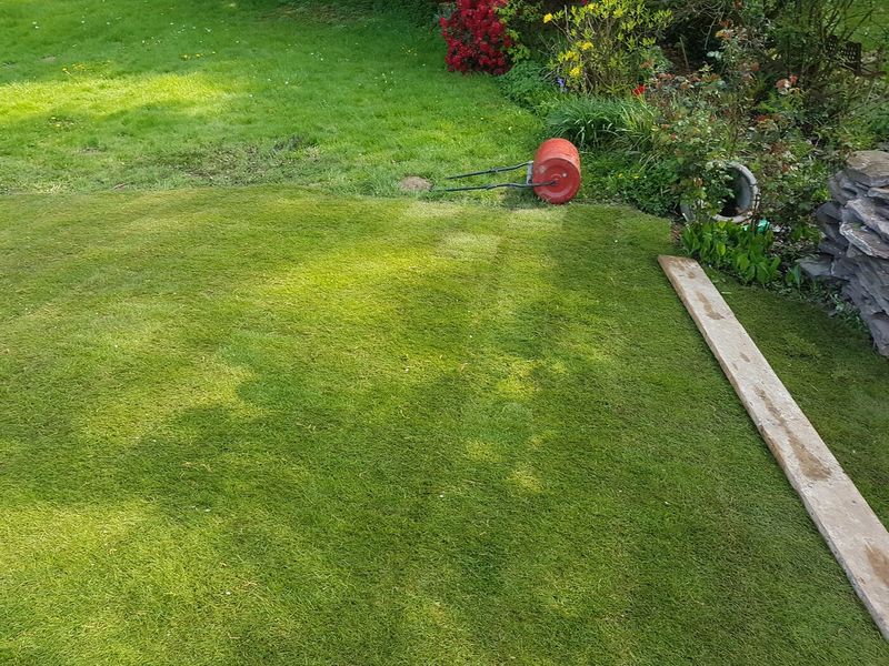 Frisch verlegter Rollrasen mit Rasenwalze am Beetrand